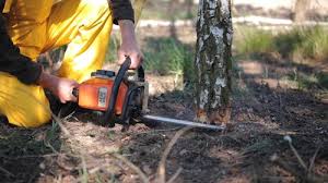 How Our Tree Care Process Works  in  Ocklawaha, FL